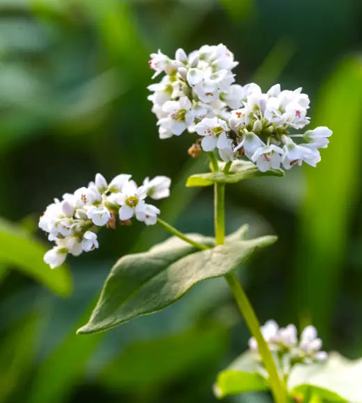 Buchweizenkorn Pflanze in der Natur