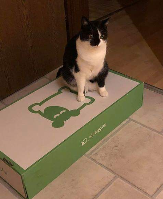 Katze auf Karton